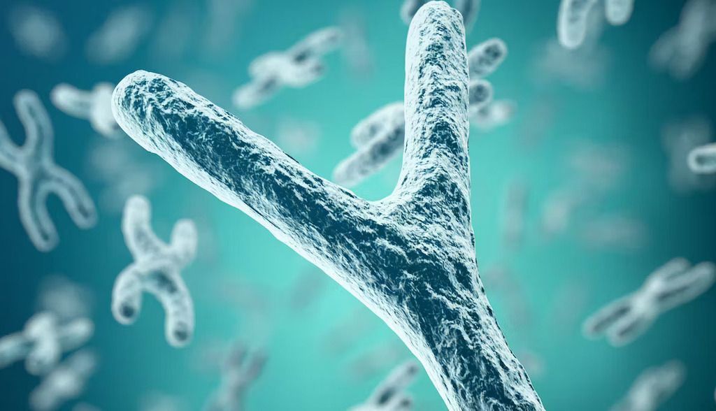 Los últimos retazos del genoma humano vienen de la mano del cromosoma Y