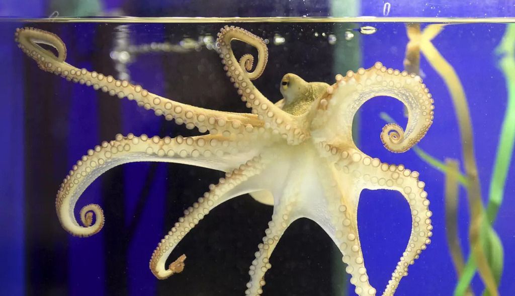 Pulpo, más que un animal de compañía