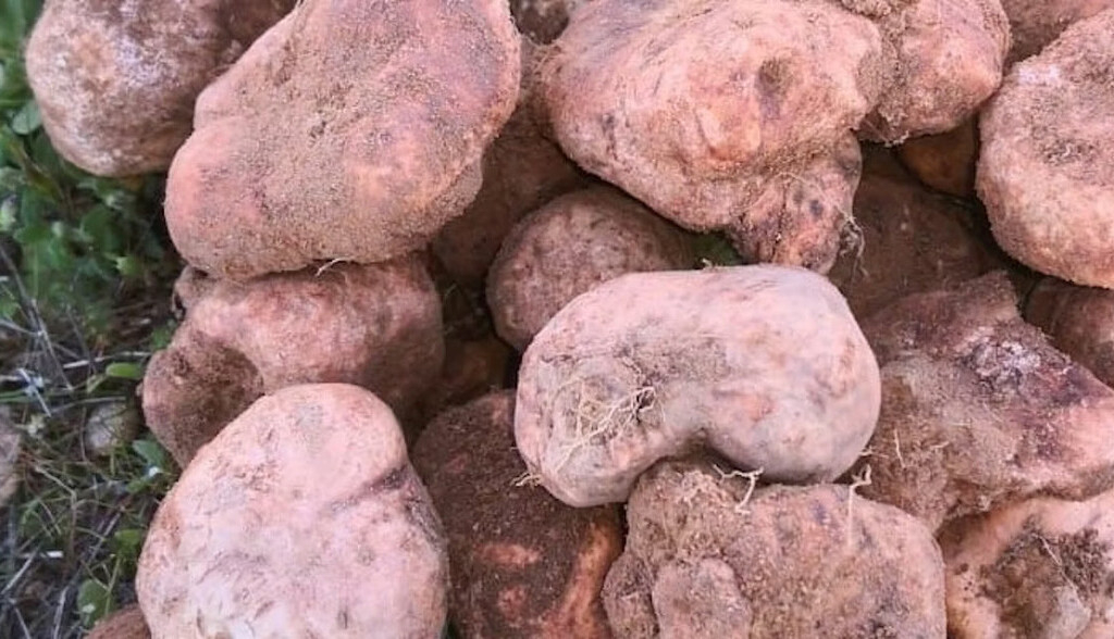 La trufa del desierto, un recurso gastronómico que revitaliza el suelo