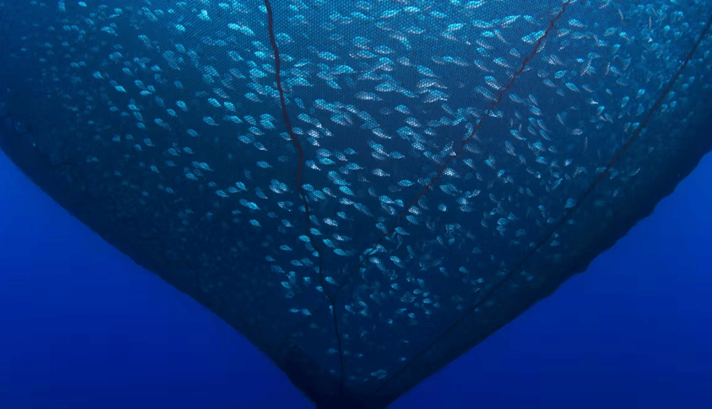 El sufrimiento mudo e invisible de los peces