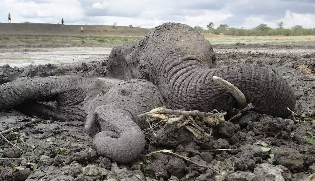 Morir en el barro: el cementerio de elefantes de Orce era una trampa natural