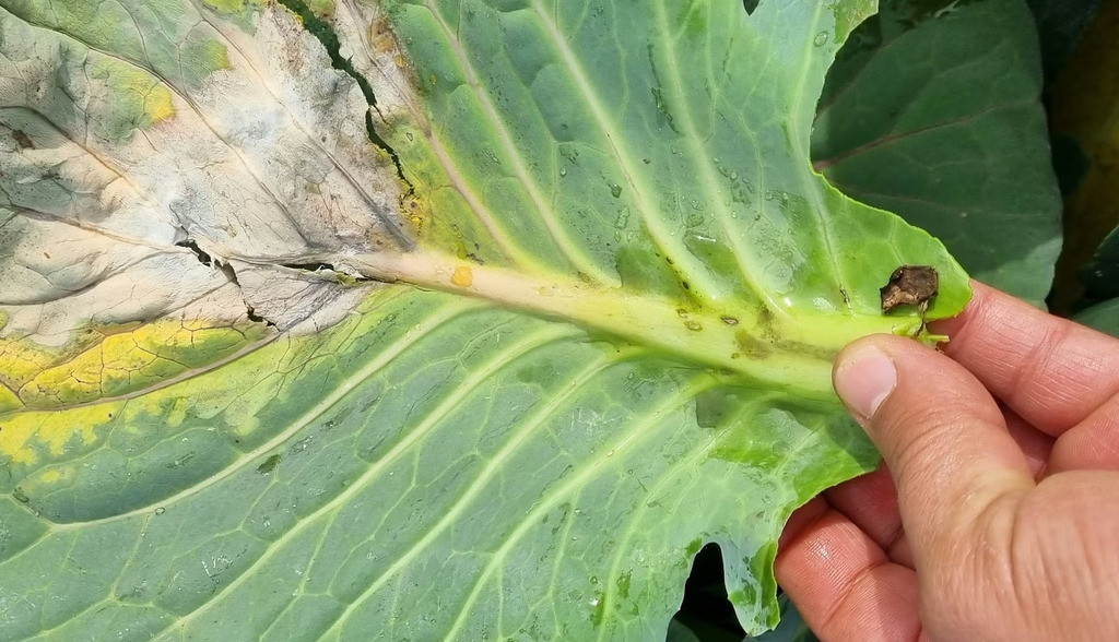 Un estudio halla un nuevo sistema inmune vegetal ‘parecido’ al humano