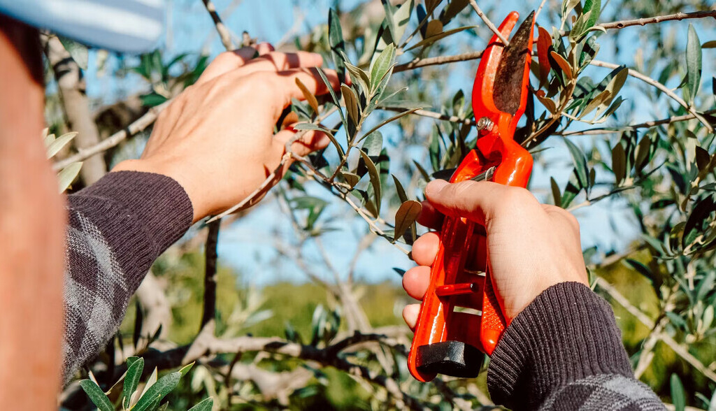 Los olivares guardan el secreto para fabricar envases biodegradables activos que mantienen frescos los alimentos