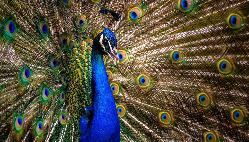Evolución: cómo influyó el sexismo de la época en las teorías de Darwin