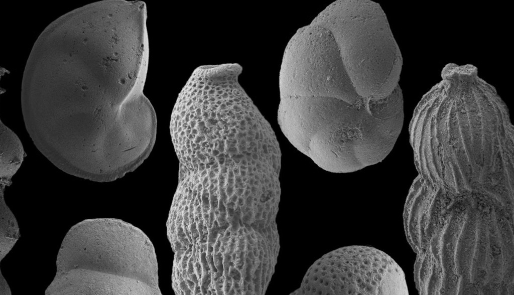 Impactos extraterrestres y nenúfares en el Ártico… qué podemos aprender de los eventos globales del pasado