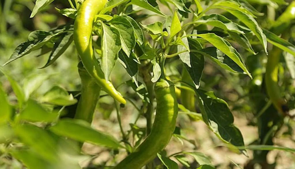 Las plantas reconocen cadáveres de sus compañeras y activan sus defensas