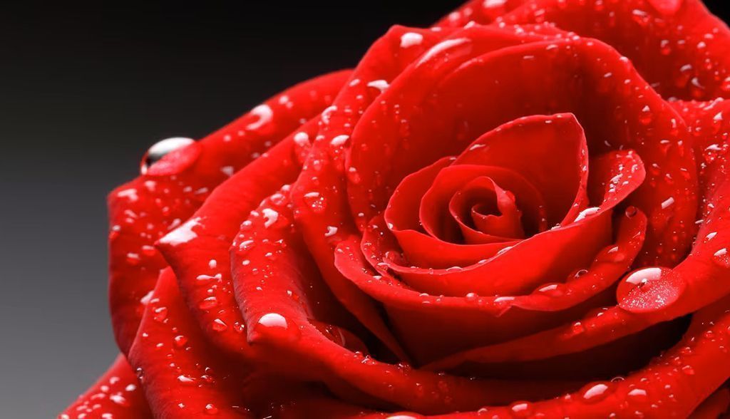 Efecto pétalo de rosa: desvelado uno de los mayores enigmas de las superficies biológicas