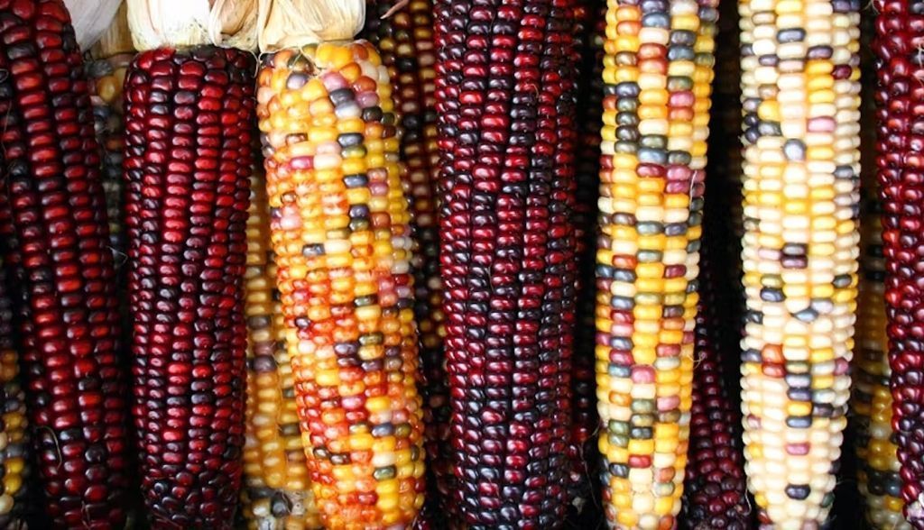 Genes saltarines: Barbara McClintock y la pasión por el maíz