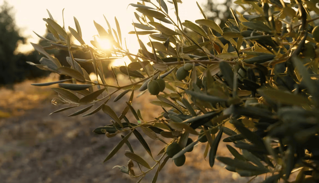 Así podemos aprovechar los huesos de aceituna para producir biocombustibles
