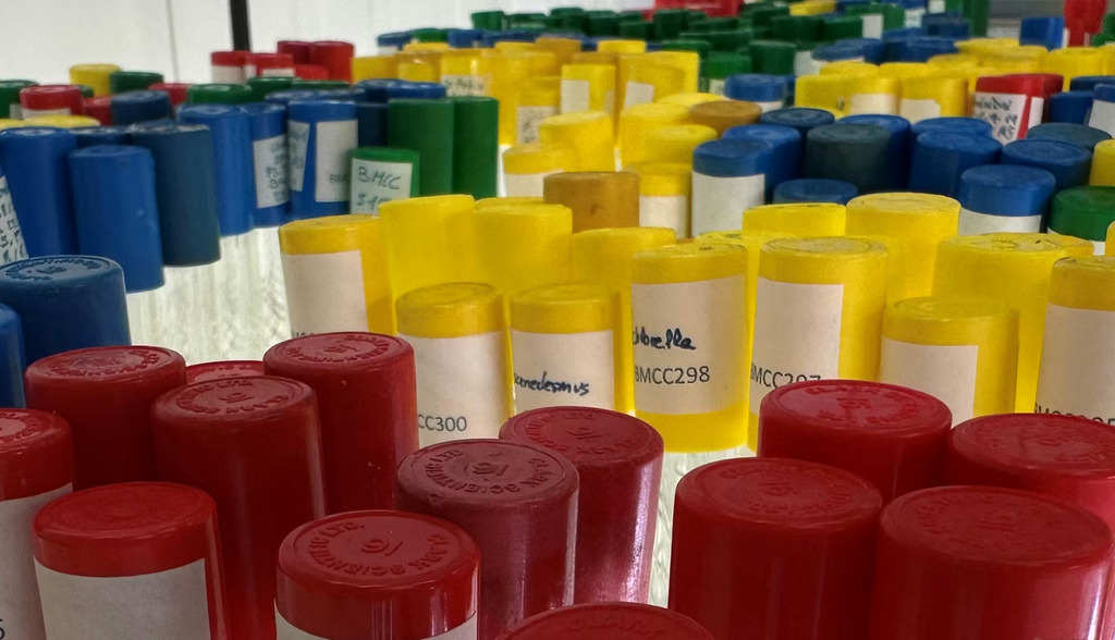 Por qué es tan importante proteger las ‘bibliotecas de Alejandría’ de los microorganismos