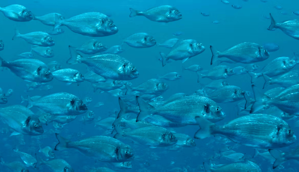 Los peces van al gimnasio: cómo mejorar el bienestar y la calidad de las especies de acuicultura