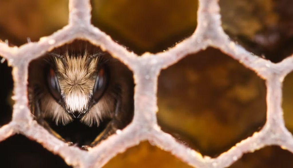 Las abejas melíferas se agrupan cuando hace frío, pero estábamos completamente equivocados sobre el motivo