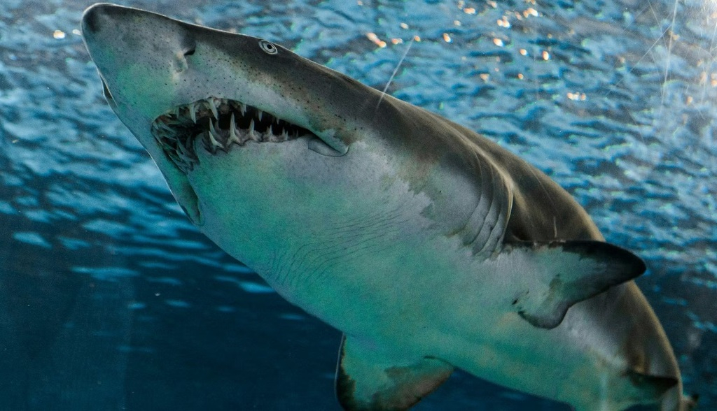 Lo que los dientes nos enseñan sobre la evolución de la vida acuática