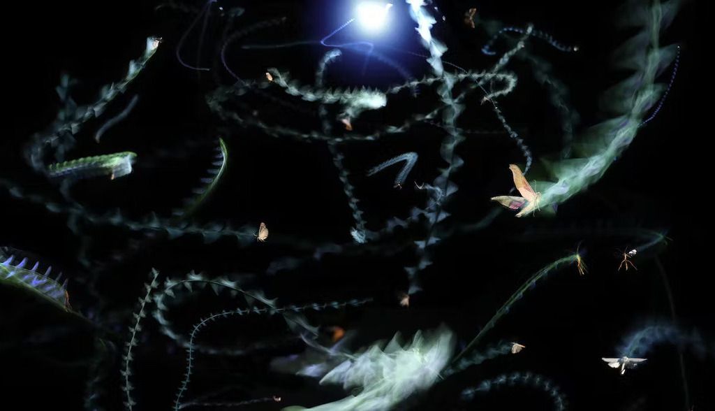 La sorprendente razón por la que los insectos vuelan alrededor de la luz