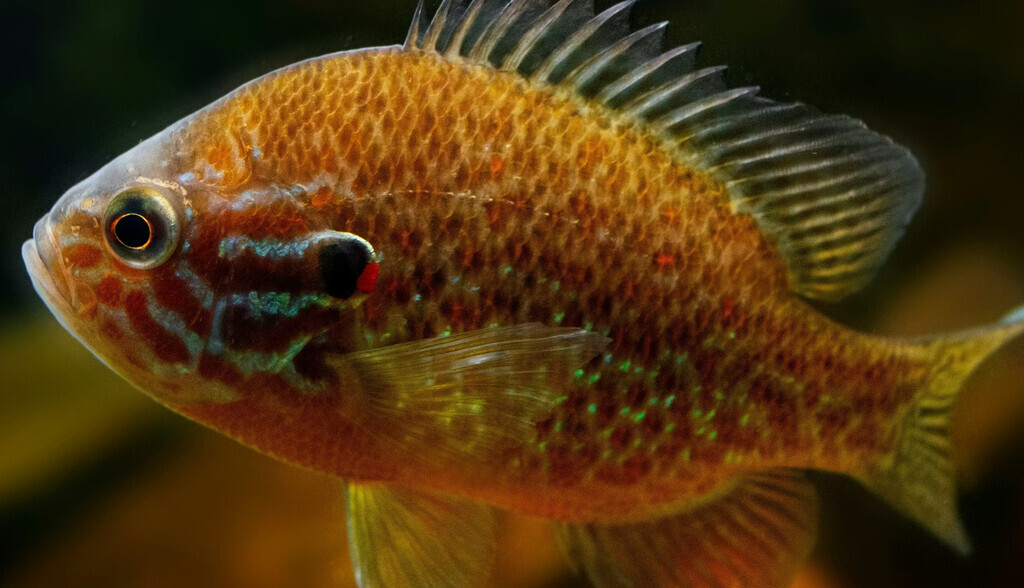 Catástrofe invisible: peces invasores en los ríos mediterráneos