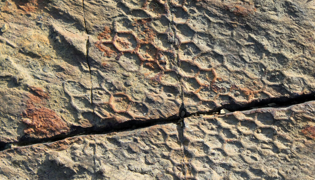 ‘Paleodictyon’: el misterioso organismo que dibuja patrones en el mar profundo desde hace millones de años