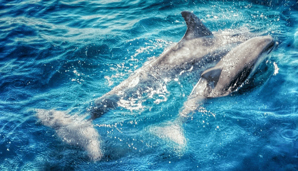 Respirar bajo el agua: la increíble historia evolutiva de los mamíferos marinos