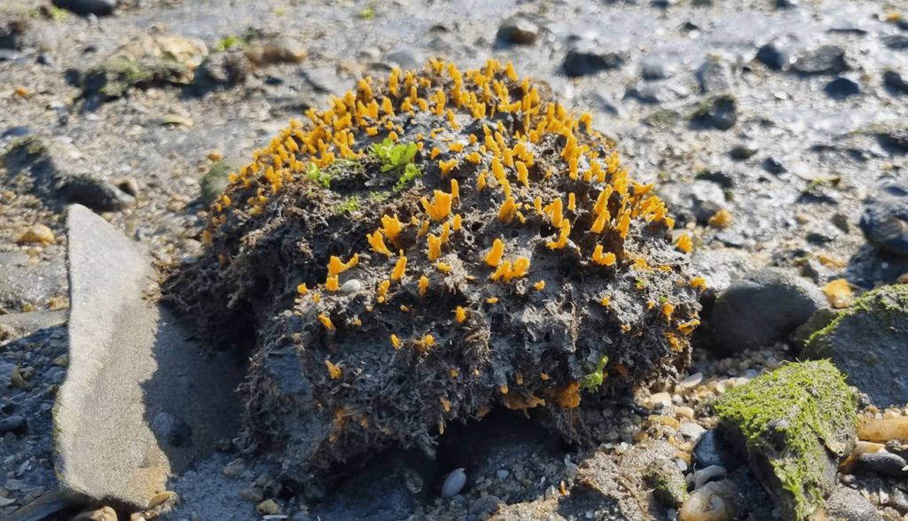 Cómo afecta la contaminación por plásticos a las esponjas marinas, los animales más antiguos del planeta