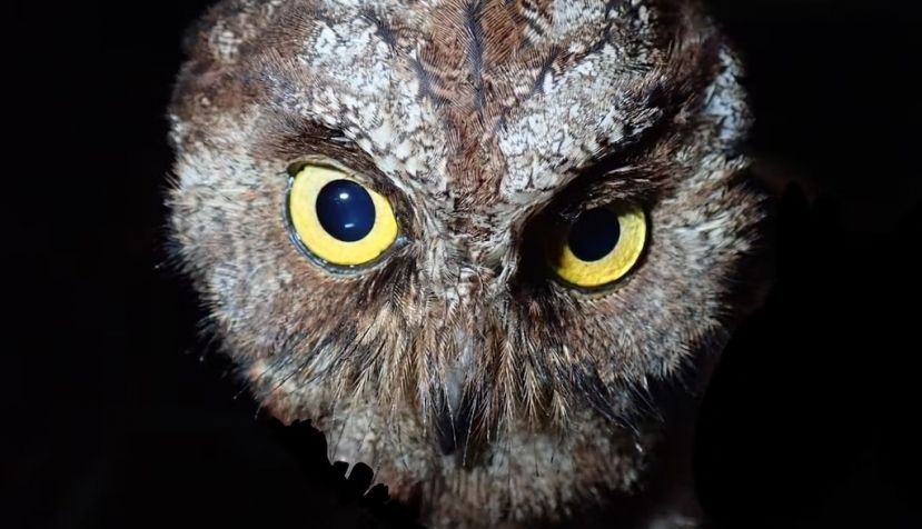 Otus bikegila, la nueva especie de búho descubierta en África Central. Martim Melo, Author provided