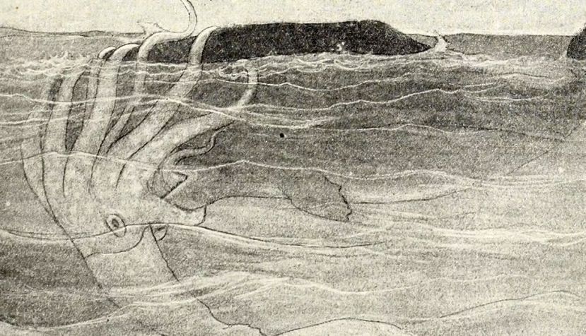 Ilustración de un calamar gigante siendo devorado por un cachalote para la revista infantil St. Nicholas for boys and girls (1873). Wikimedia Commons / Dodge, Mary Mapes