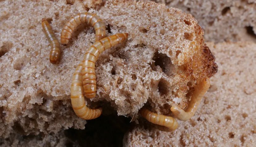 Gusanos Tenebrio molitor con pan. Shutterstock / Holger Kirk