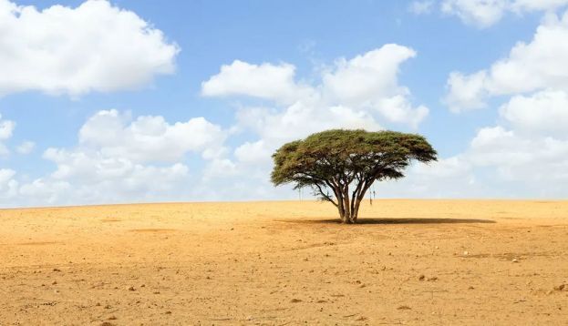 El Gobierno prevé aprobar en 2022 la nueva estrategia contra la desertización