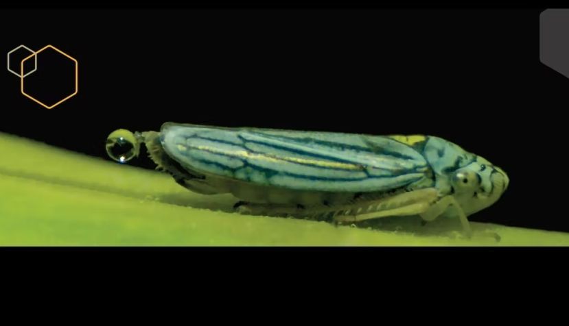 Un cicadélido carga una gota de orina antes de catapultarla. Fuente: Georgia Institute of Technology