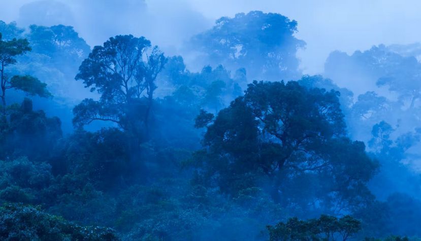 Estudiar el potencial de los bosques tropicales para mitigar del cambio climático, un trabajo tan esencial como precario