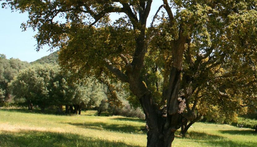 Alcornocal (Quercus suber) en flor. Wikimedia Commons., CC BY