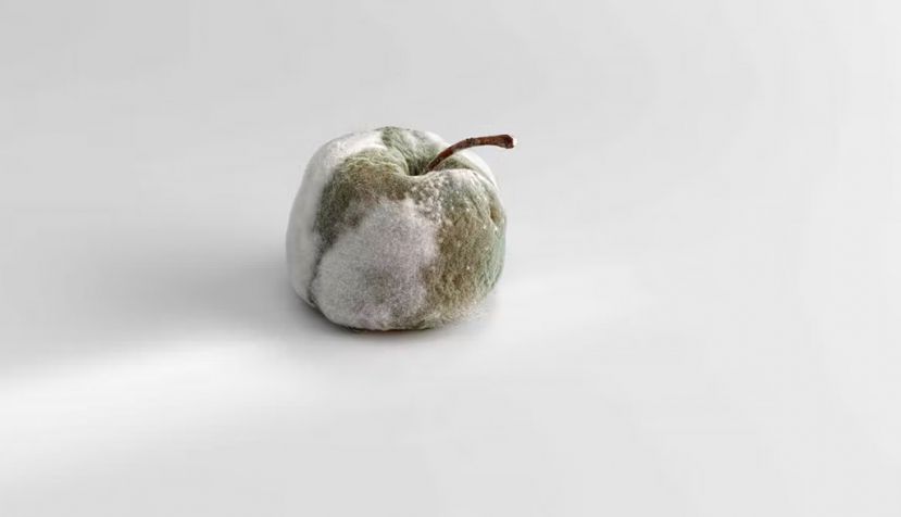 Podredumbres nobles, manzana fermentada con penicillium candidum y penicillium roquefortis, rellena de mermelada de naranja, por Andoni Luis Aduriz. Mugaritz