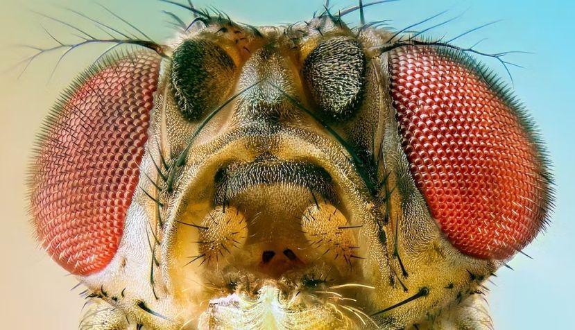 Mosca de la fruta. Vasekk / Shutterstock