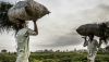 A farmer and his son, Sokoto State, Nigeria, 2019. Luis Tato/AFP via Getty Images