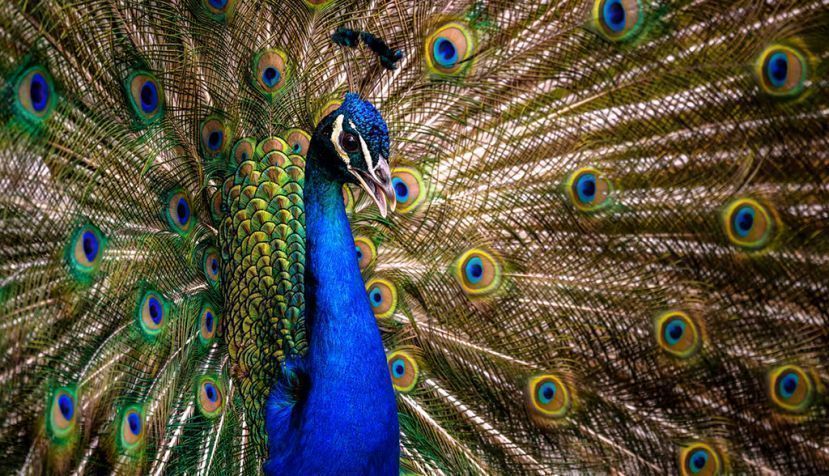 El pavoneo no es la única forma de atraer a las parejas. Shutterstock / Andrey Bocharov
