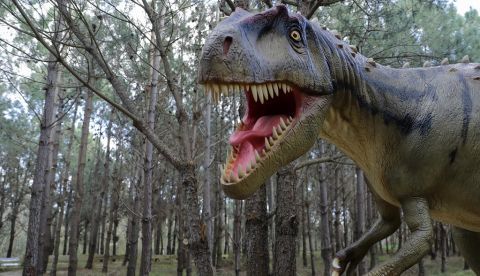 Hace más de 110 millones de años, un dinosaurio de 1.300 kilos hizo su última comida, murió y fue arrastrado al mar en lo que hoy es el norte de Alberta (Canadá). EFE/Antonio Cotrim