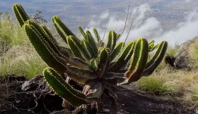 Euphorbia mlanjeana en Monte Ribaue, Mozambique. Tom Rulkens, CC BY-SA
