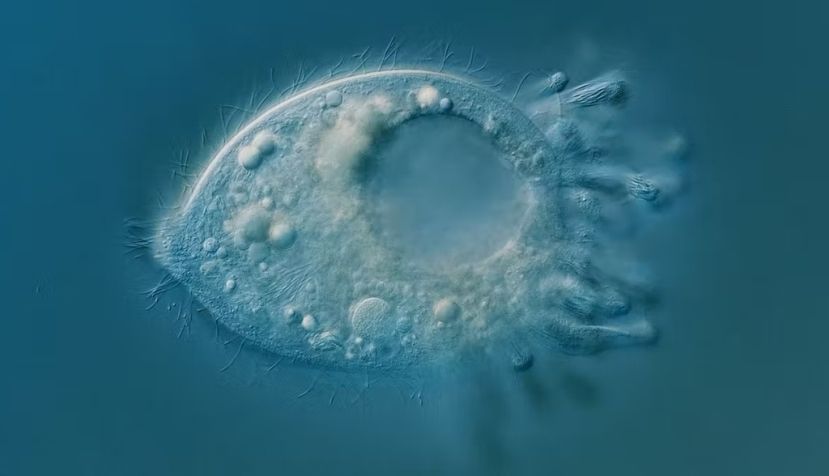 Legendrea loyezae, un ciliado muy raro que vive en los sedimentos sin oxígeno de los lagos. James Weiss, Author provided