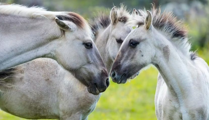 El color del pelaje de los caballos de la raza Sorraia sería parecido al que habría tenido el cebro. Juan Carlos Muñoz/Shutterstock