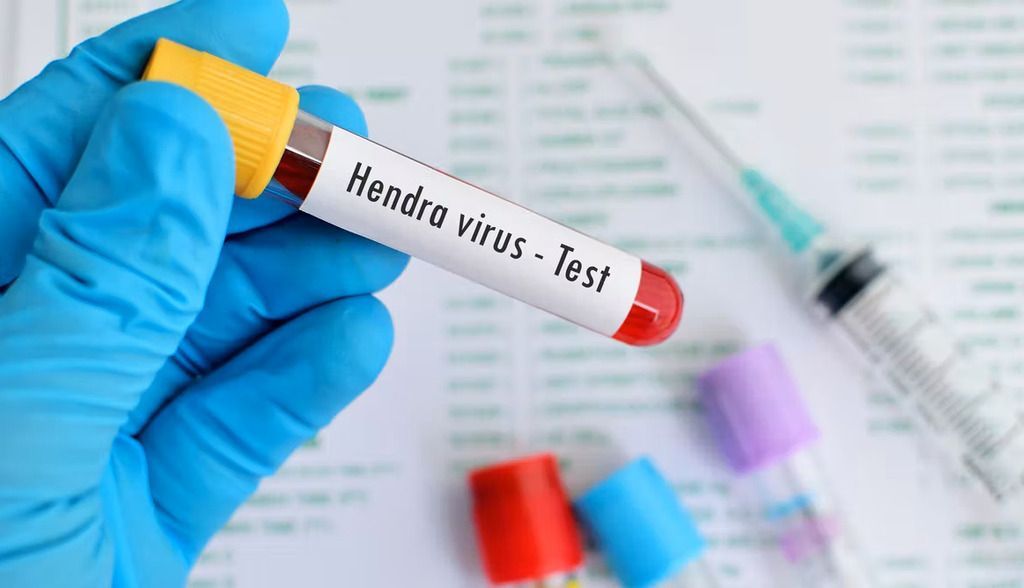 Regresa el letal virus Hendra