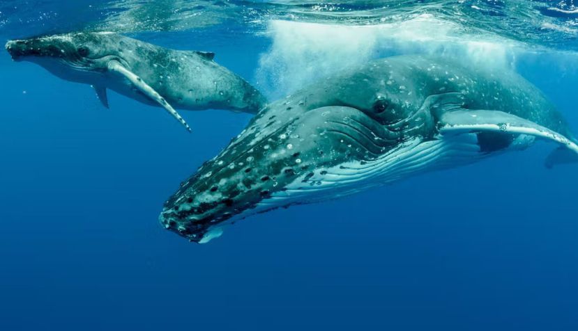 Ballenas jorobadas en el océano Pacífico. Imagine Earth Photography / Shutterstock