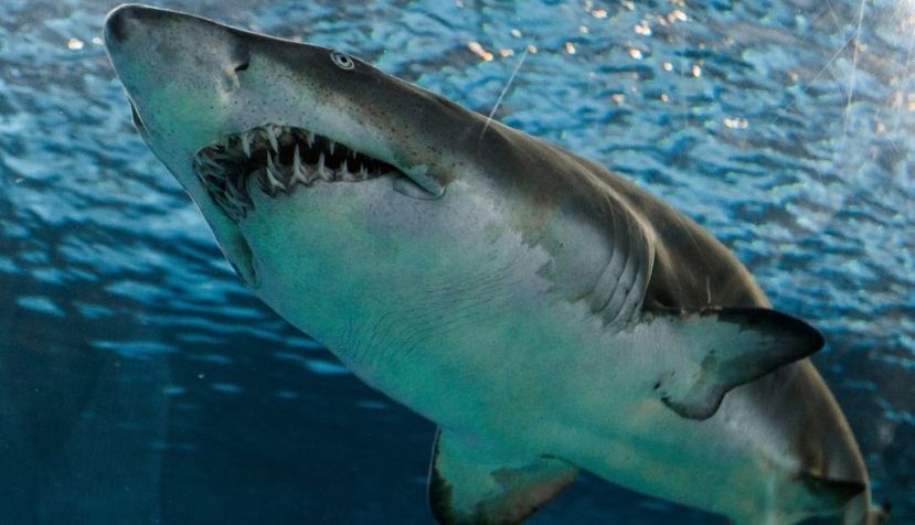 A lo largo de su vida, un tiburón puede producir más de 30 000 dientes. Marcelo Cidrack / Unsplash., CC BY