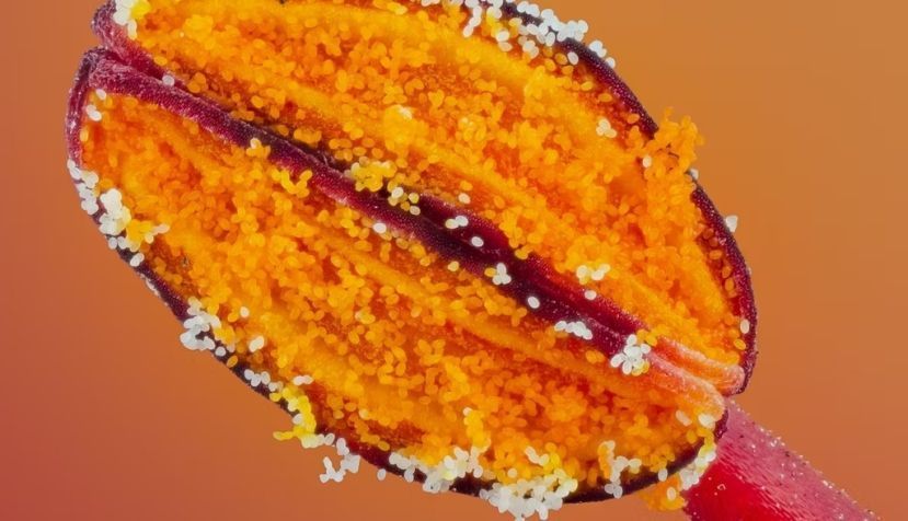 Granos de polen de la flor del árbol flamboyant (Delonix regia). Marcelo Pabst / Shutterstock